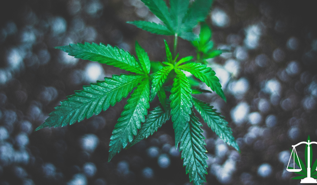 Securing the Future of Innovation: Protecting Cannabis Intellectual Property in Michigan