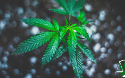 Securing the Future of Innovation: Protecting Cannabis Intellectual Property in Michigan