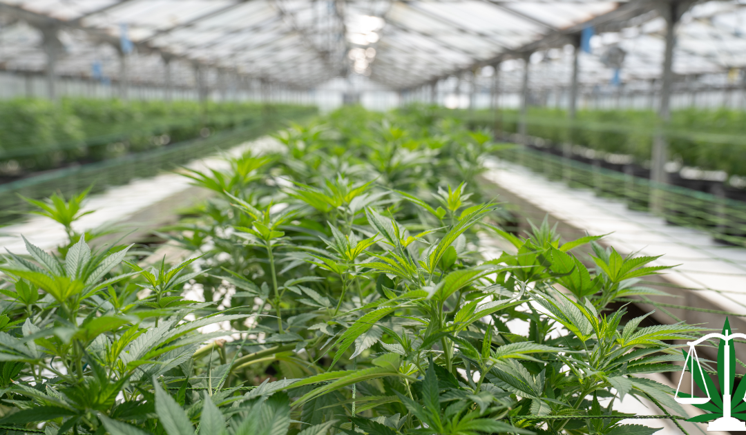 Optimize Your Choice: Selecting the Best Cannabis Business Structure for Your Venture in 2023