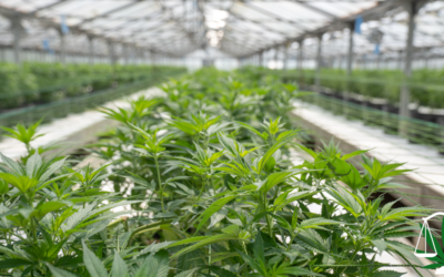 Optimize Your Choice: Selecting the Best Cannabis Business Structure for Your Venture in 2023