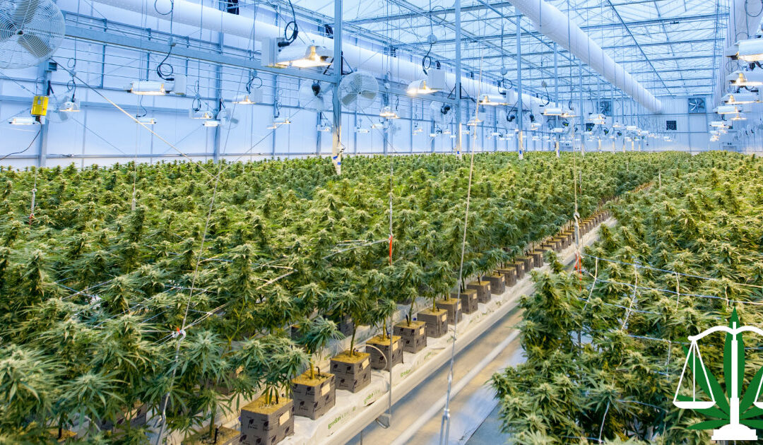 How to Make Big Profits Growing Cannabis in Michigan in 2023