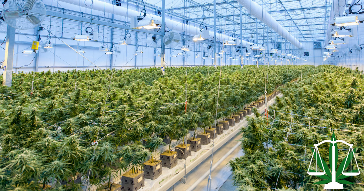 growing cannabis in michigan